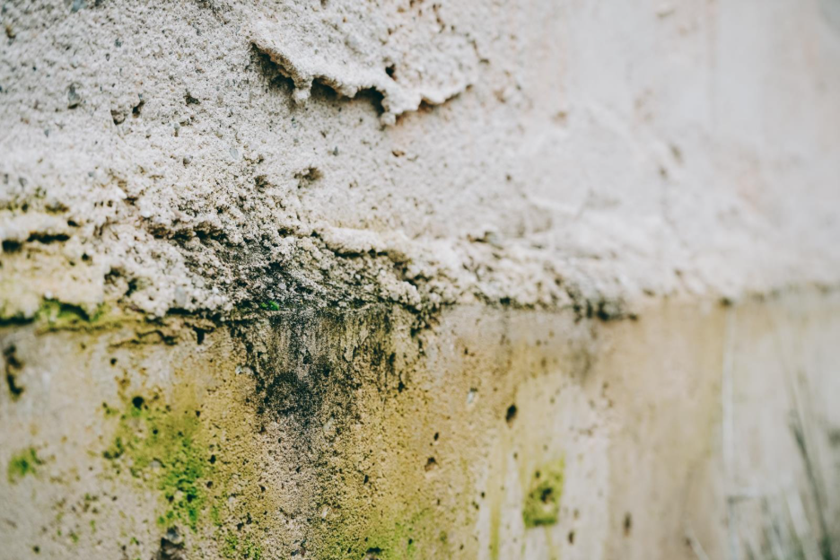 A wall with green mold